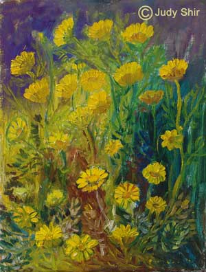 judy shir daisies