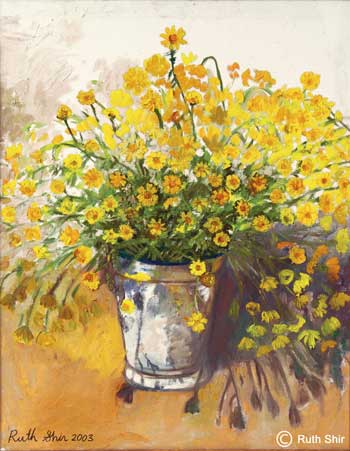 Ruth Shir Daisies