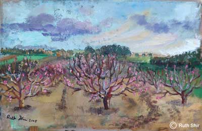 Ruth Shir Field in Bloom