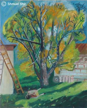 shmuel shir nut tree